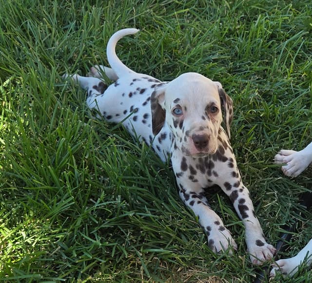Dalmatian Puppies media 2