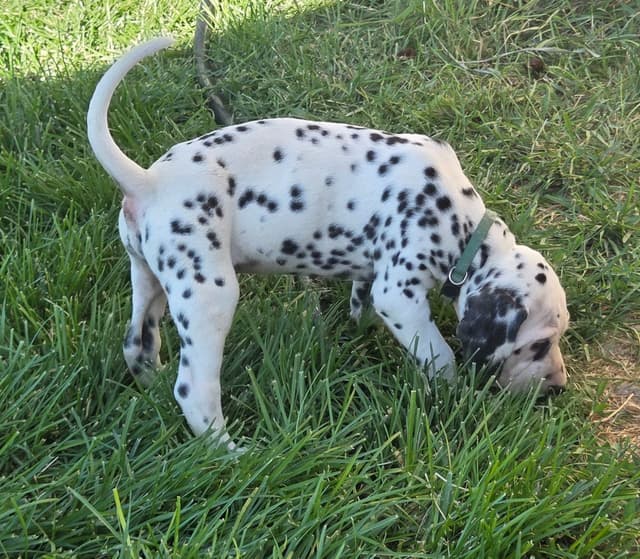 Dalmatian Puppies media 3