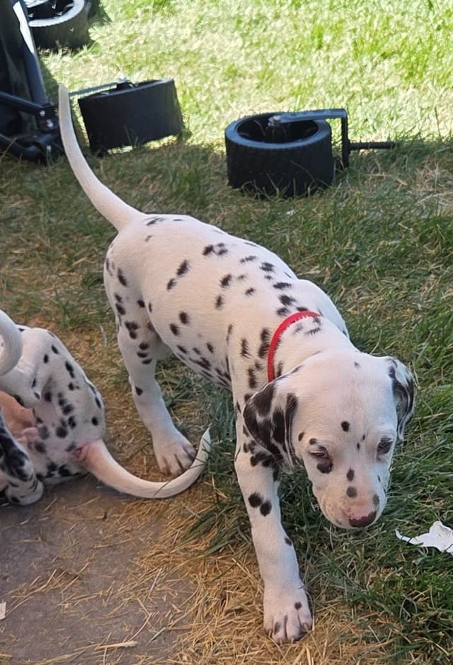 Dalmatian Puppies media 4
