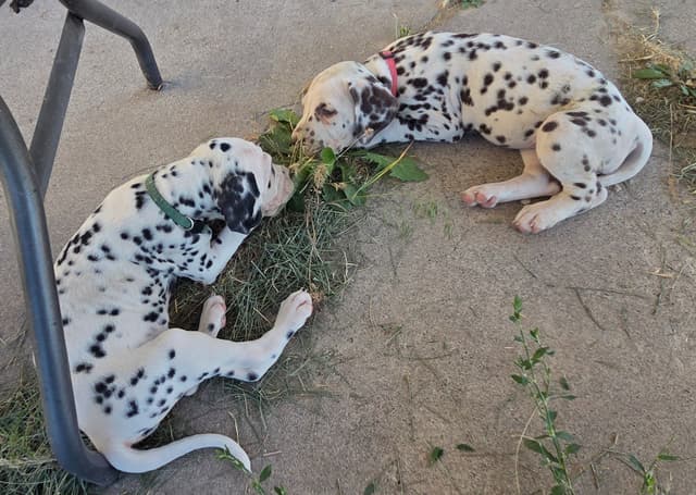 Dalmatian Puppies media 5