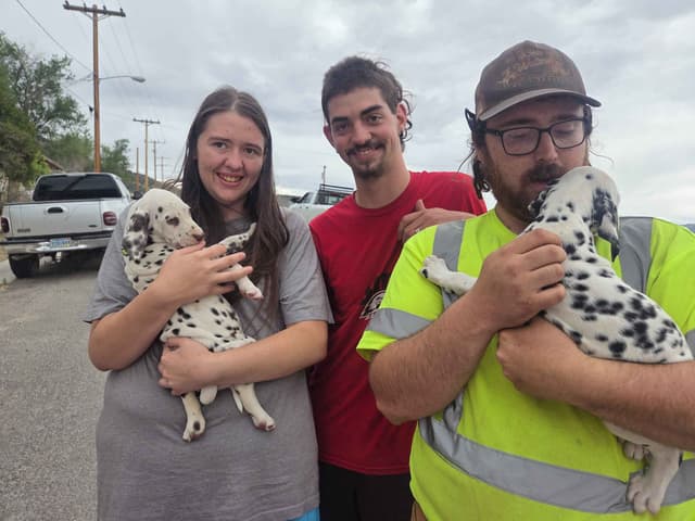 Dalmatian Puppies media 7