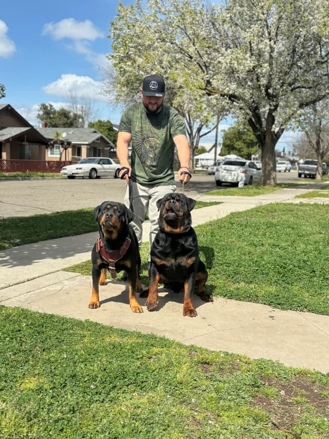 Rottweiler Puppies media 2
