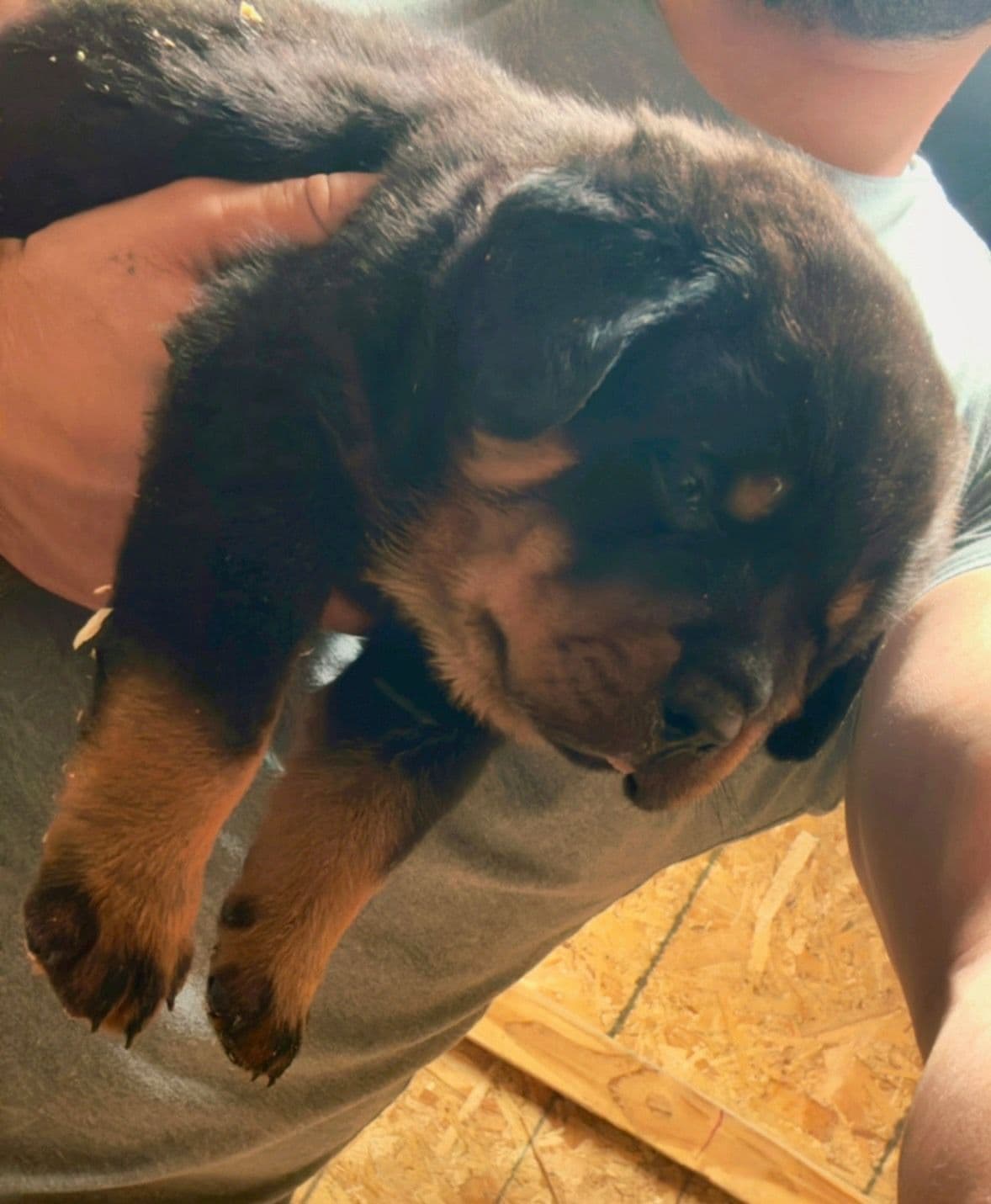 Rottweiler Puppies breeder image 2