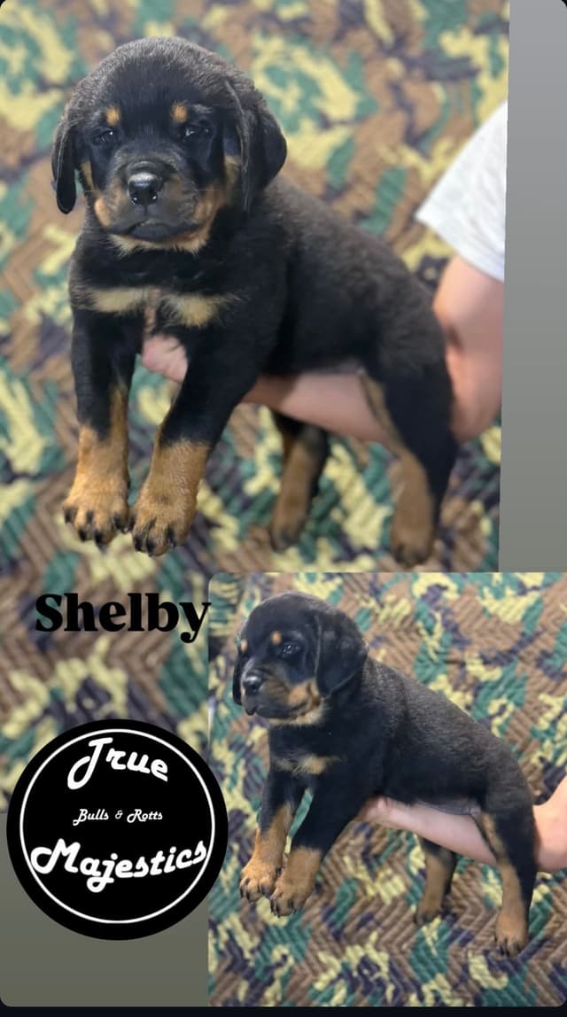 Rottweiler Puppies media 4