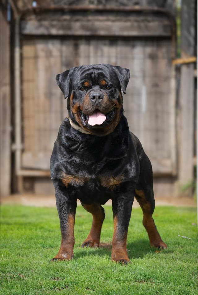 Rottweiler Puppies media 5