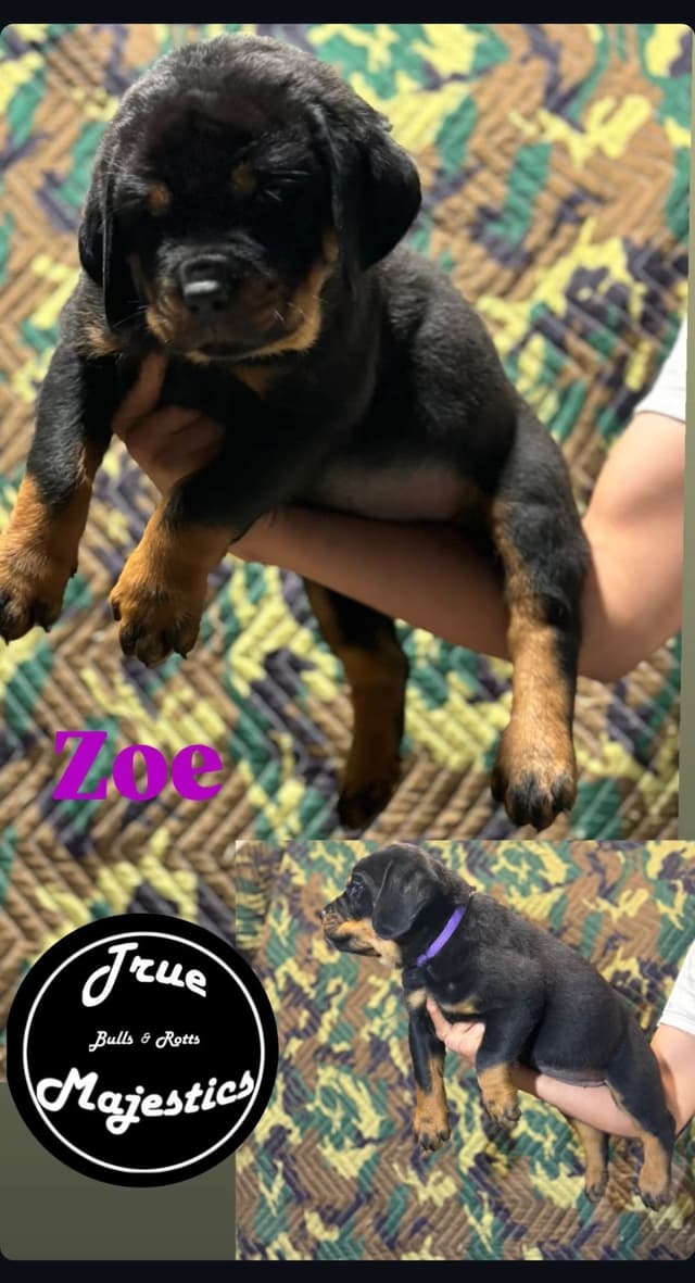 Rottweiler Puppies media 6