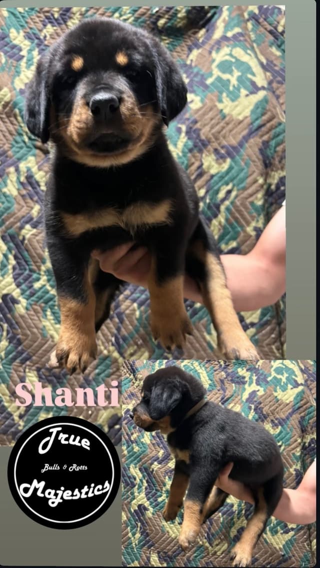 Rottweiler Puppies media 7