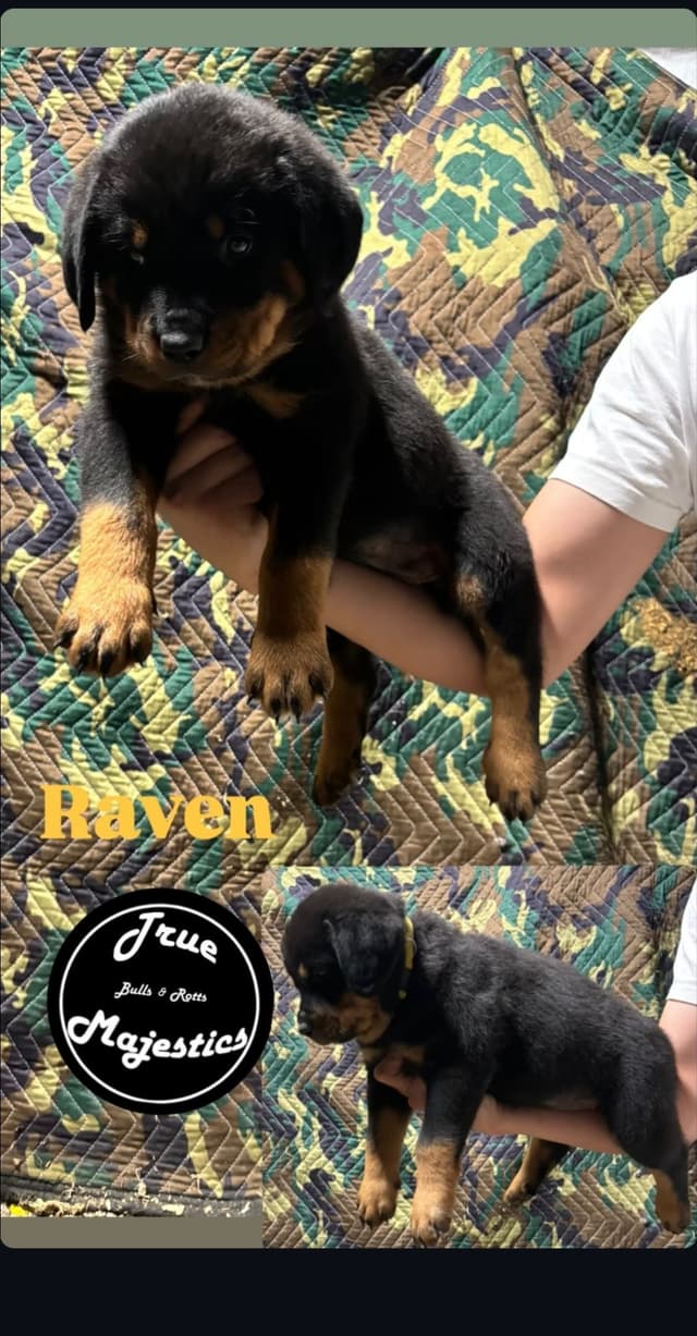 Rottweiler Puppies media 8