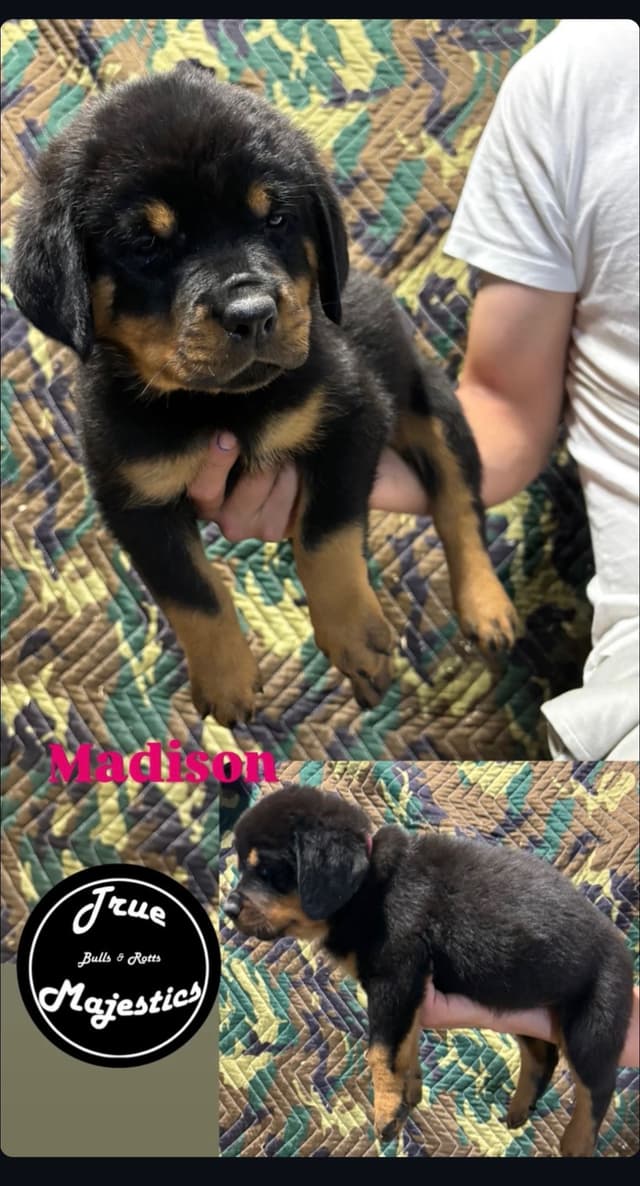 Rottweiler Puppies media 9