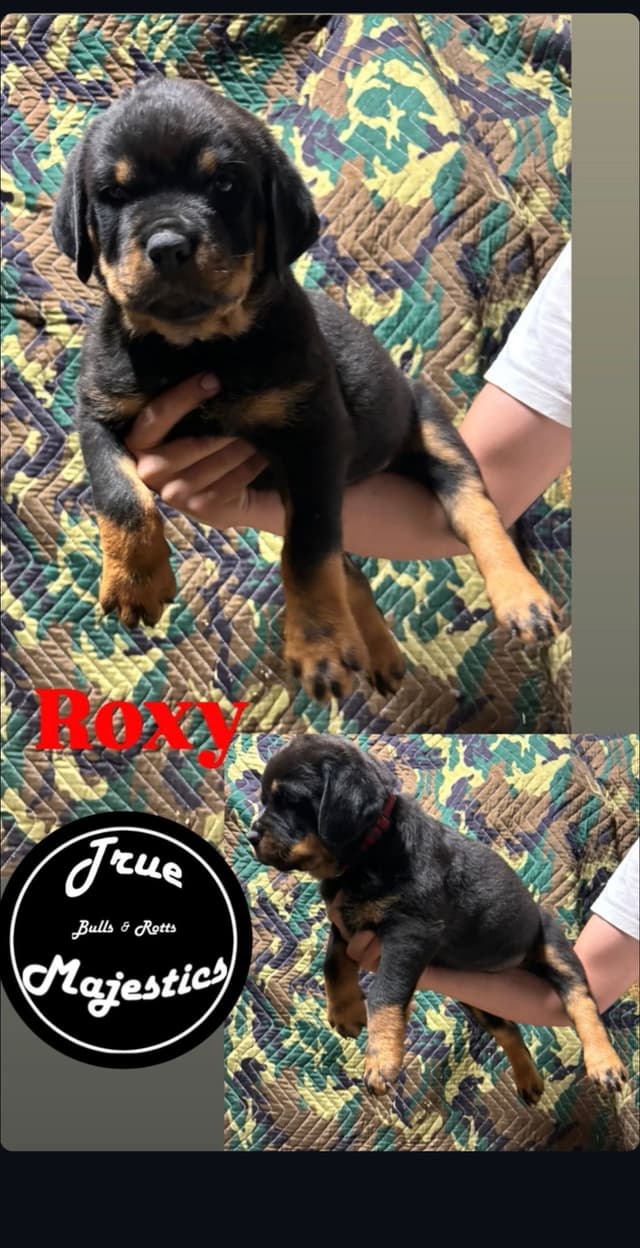 Rottweiler Puppies media 10