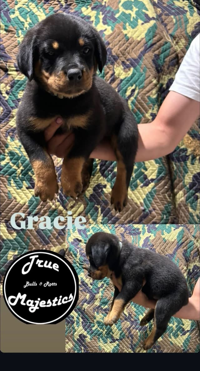 Rottweiler Puppies media 11