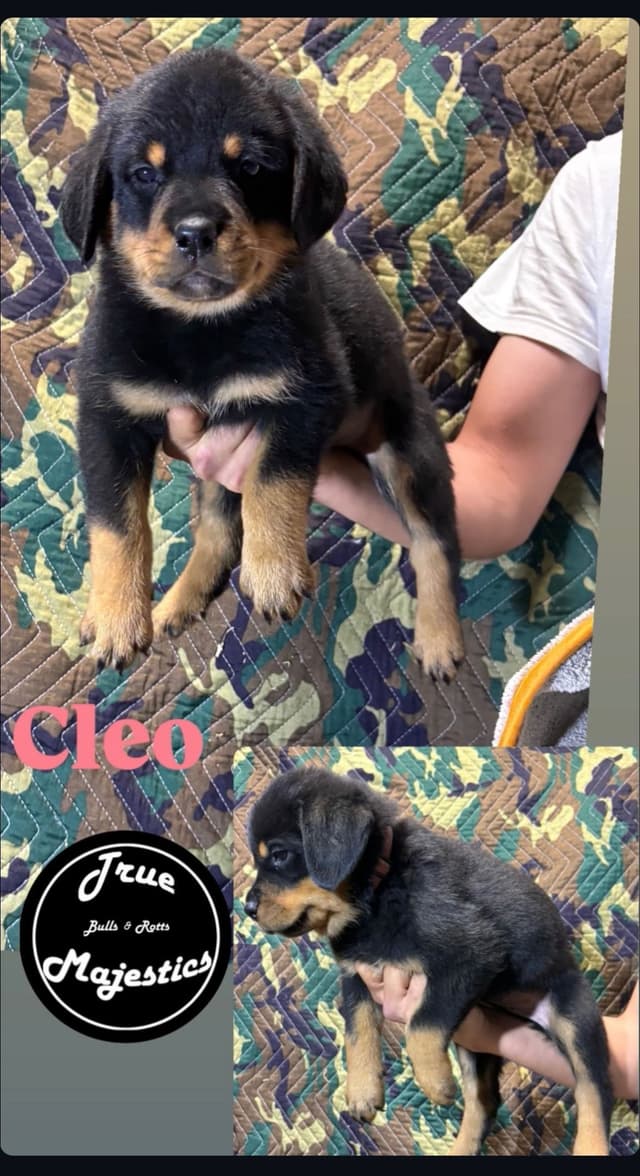 Rottweiler Puppies media 12