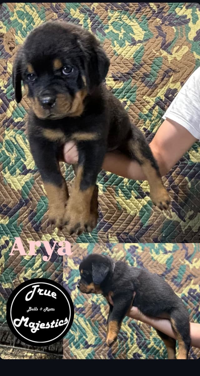 Rottweiler Puppies media 13