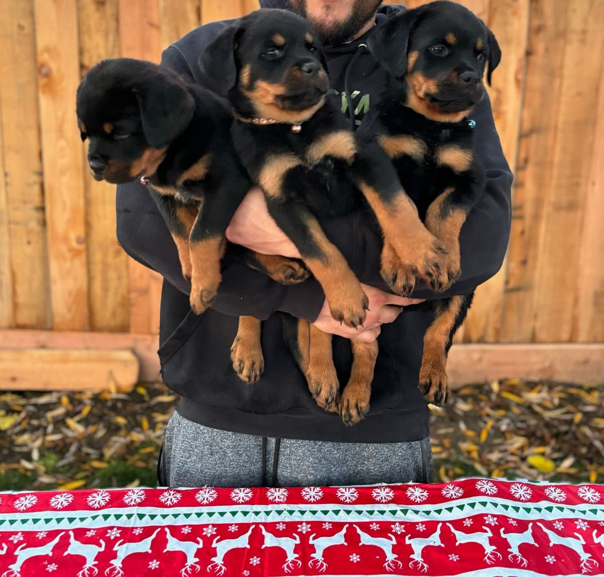 Rottweiler Puppies breeder image 3