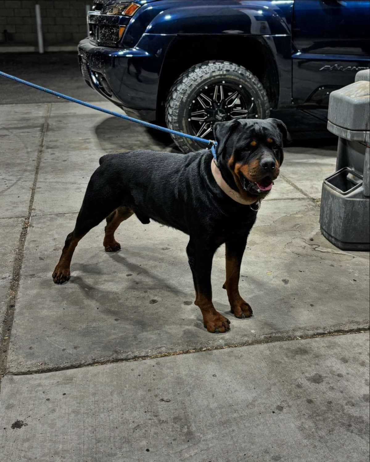 Rottweiler Puppies breeder image 6