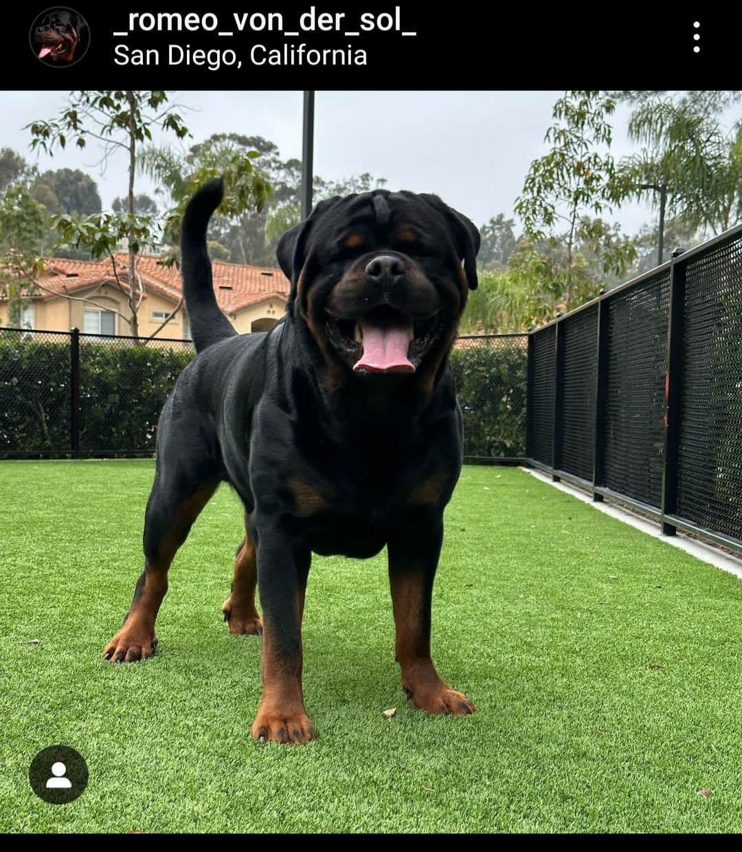 Rottweiler Puppies breeder image 8