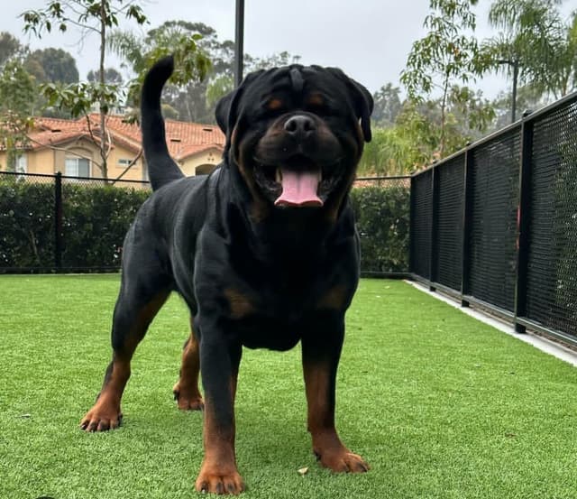 Rottweiler Puppies media 14