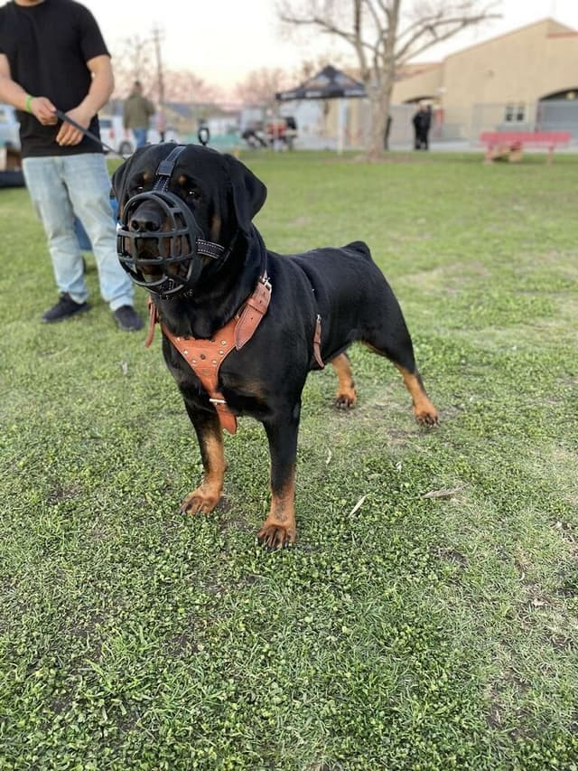 Rottweiler Puppies media 15