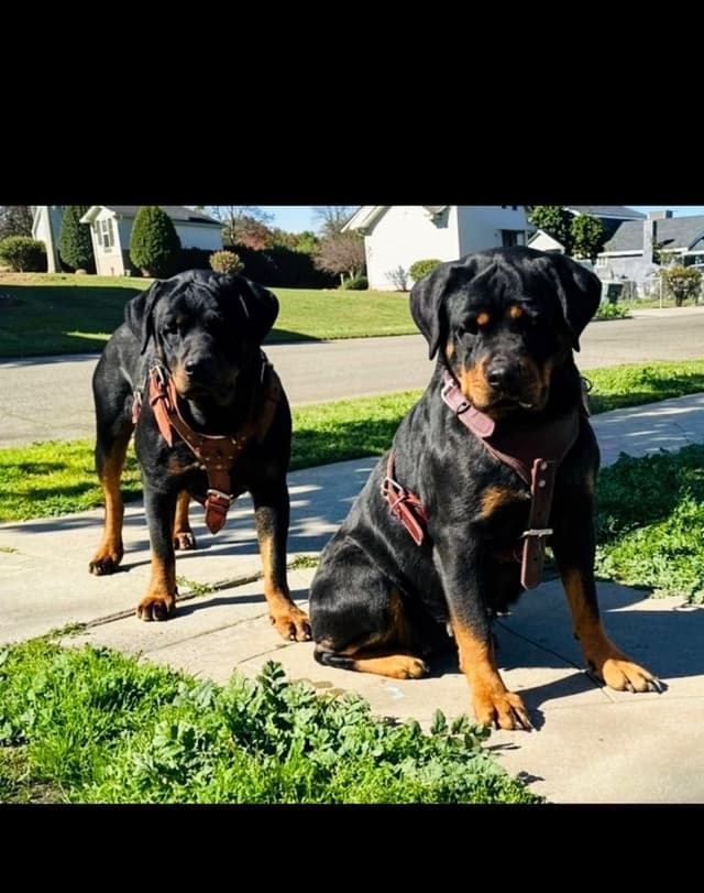 Rottweiler Puppies media 16