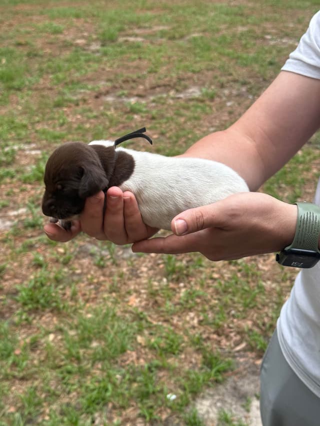 German Shorthaired Pointer Puppies media 3