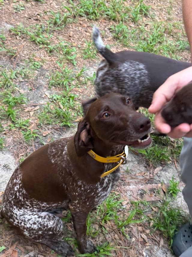 German Shorthaired Pointer Puppies media 4