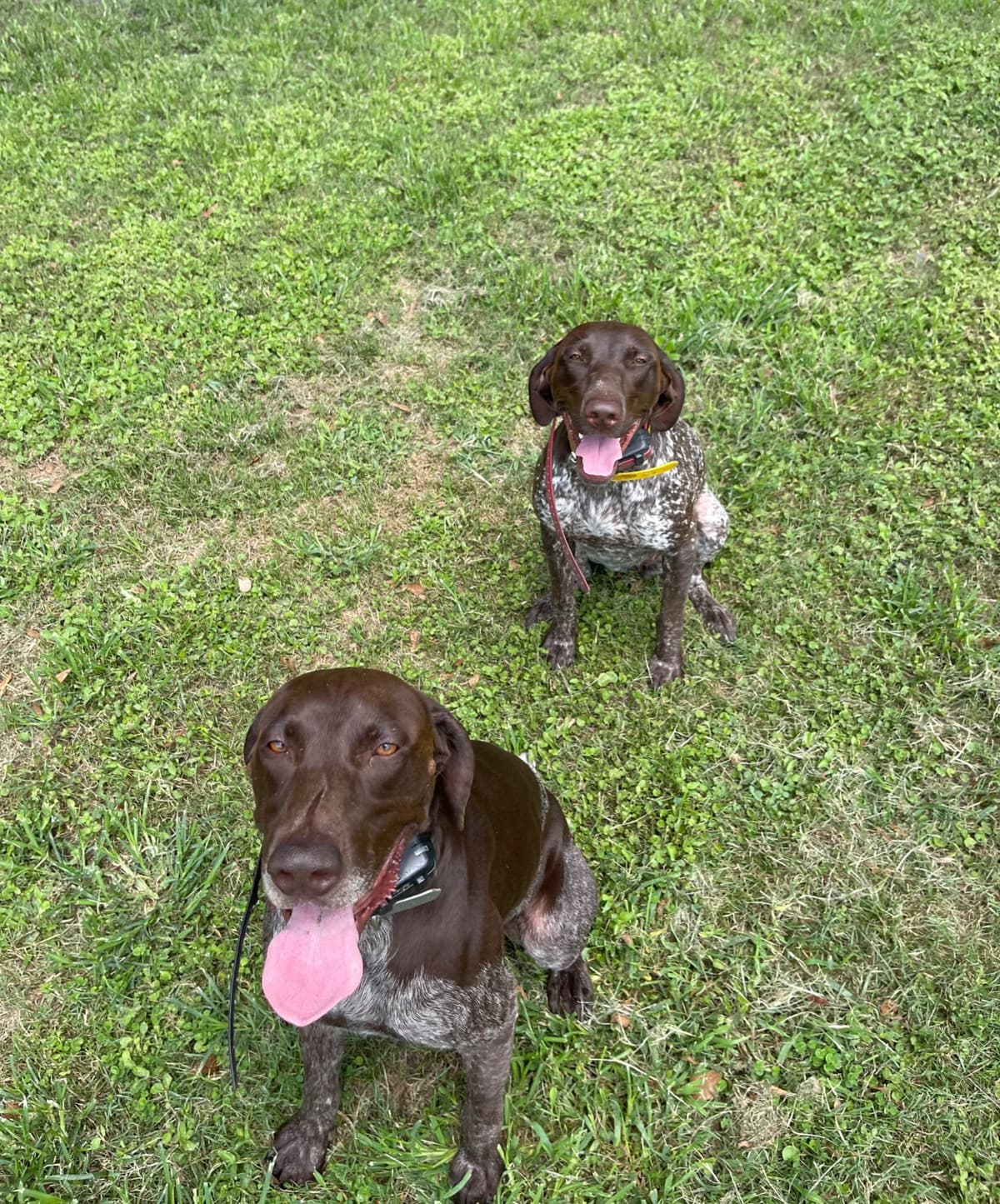 German Shorthaired Pointer Puppies breeder image 1