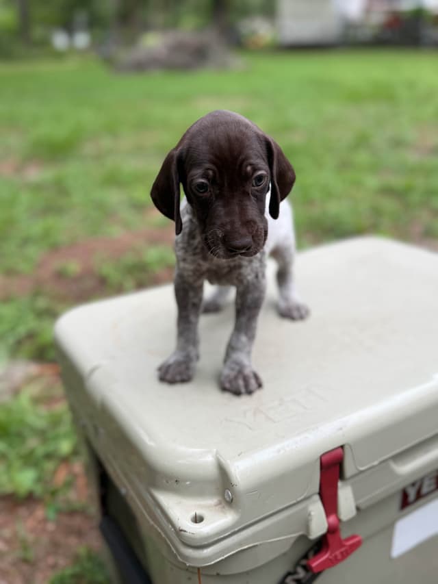 German Shorthaired Pointer Puppies media 5