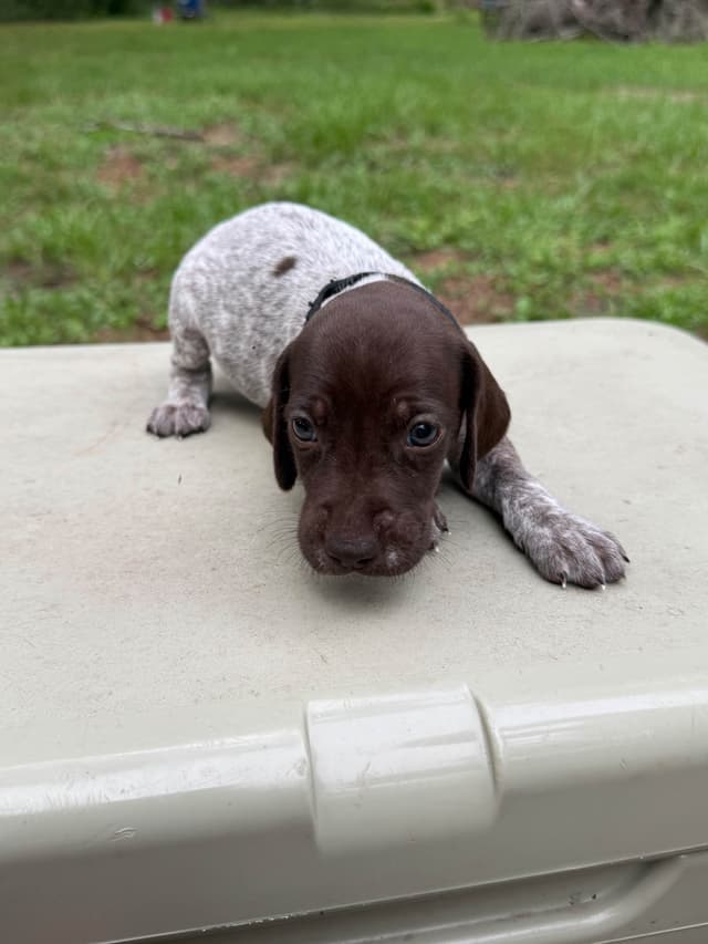 German Shorthaired Pointer Puppies media 6