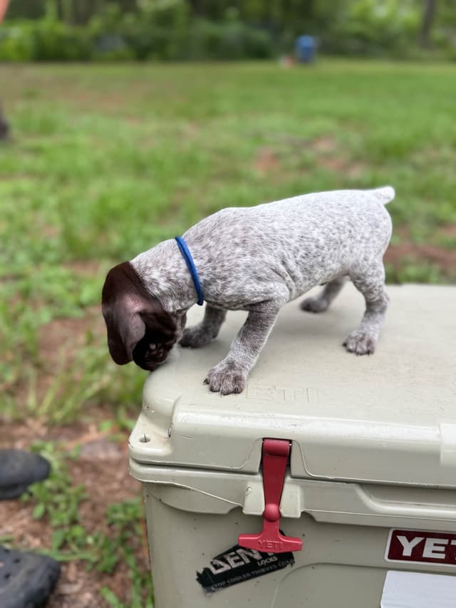 German Shorthaired Pointer Puppies media 7