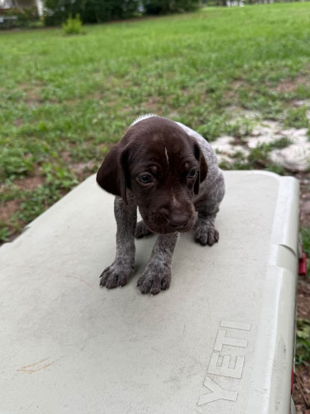 German Shorthaired Pointer Puppies media 8