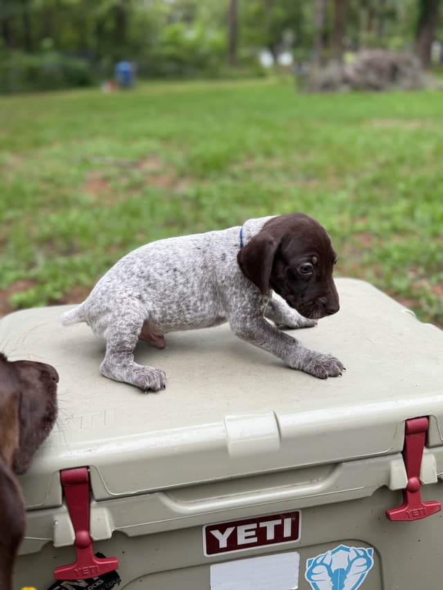 German Shorthaired Pointer Puppies media 9