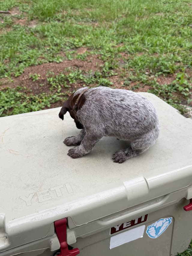 German Shorthaired Pointer Puppies media 10