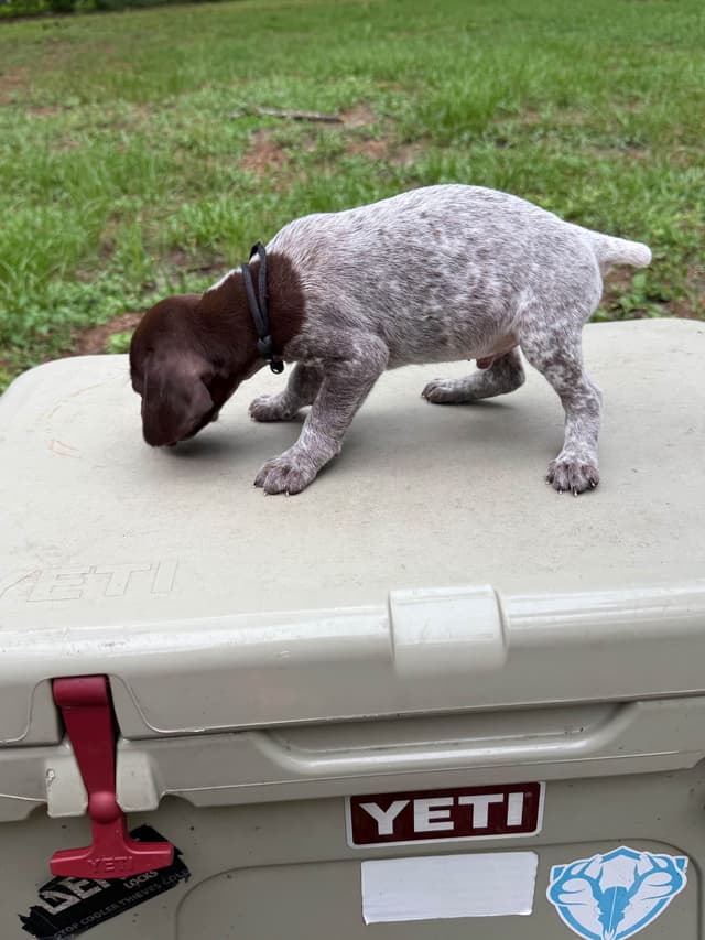 German Shorthaired Pointer Puppies media 11