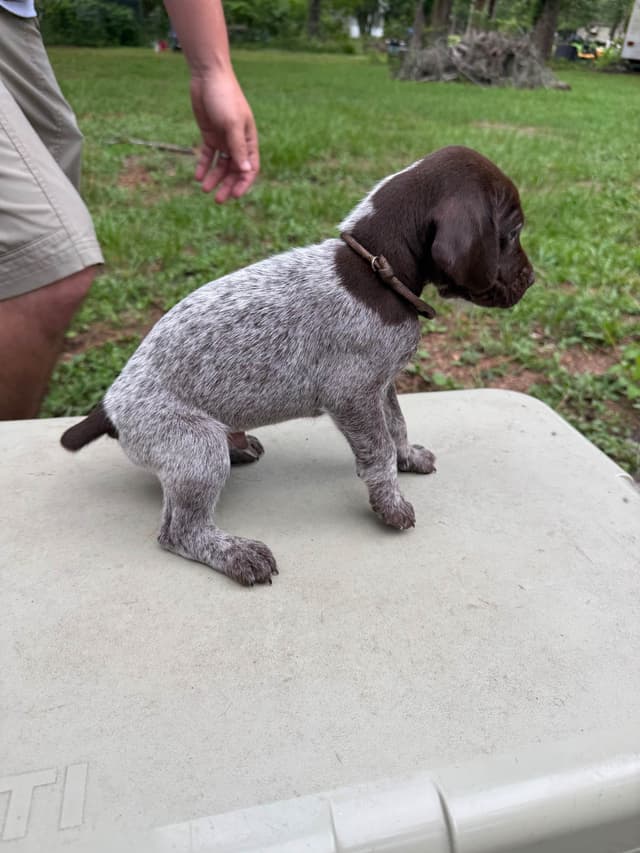 German Shorthaired Pointer Puppies media 13
