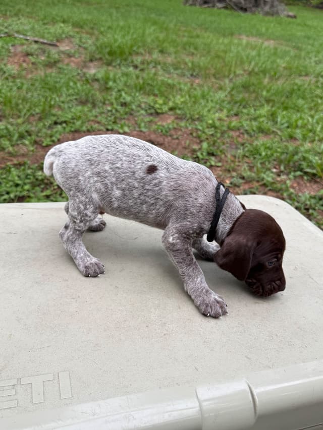 German Shorthaired Pointer Puppies media 14