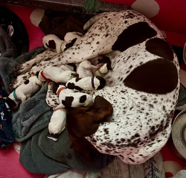 German Shorthaired Pointer Puppies media 3