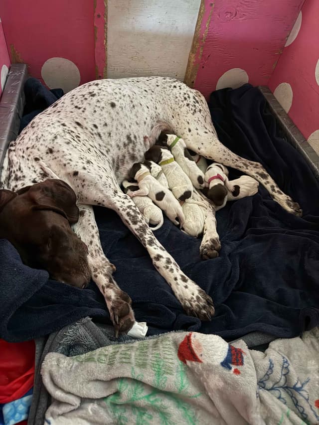 German Shorthaired Pointer Puppies media 4