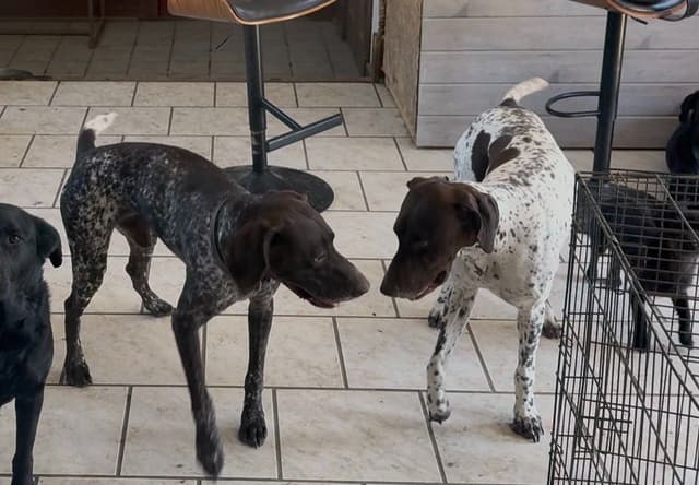 German Shorthaired Pointer Puppies media 6