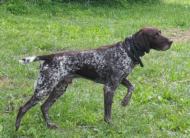 German Shorthaired Pointer Puppies media 8
