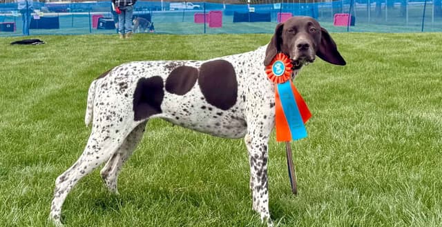 German Shorthaired Pointer Puppies media 7