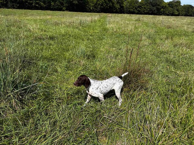German Shorthaired Pointer Puppies media 9