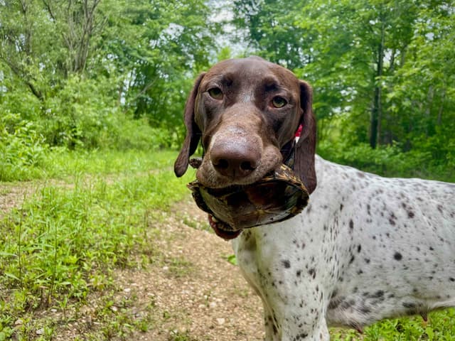 German Shorthaired Pointer Puppies media 10
