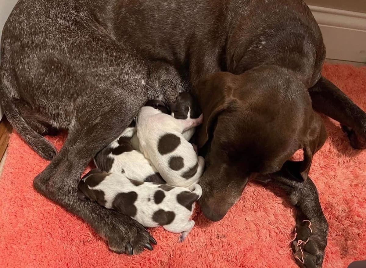 German Shorthaired Pointer Puppies breeder image 7