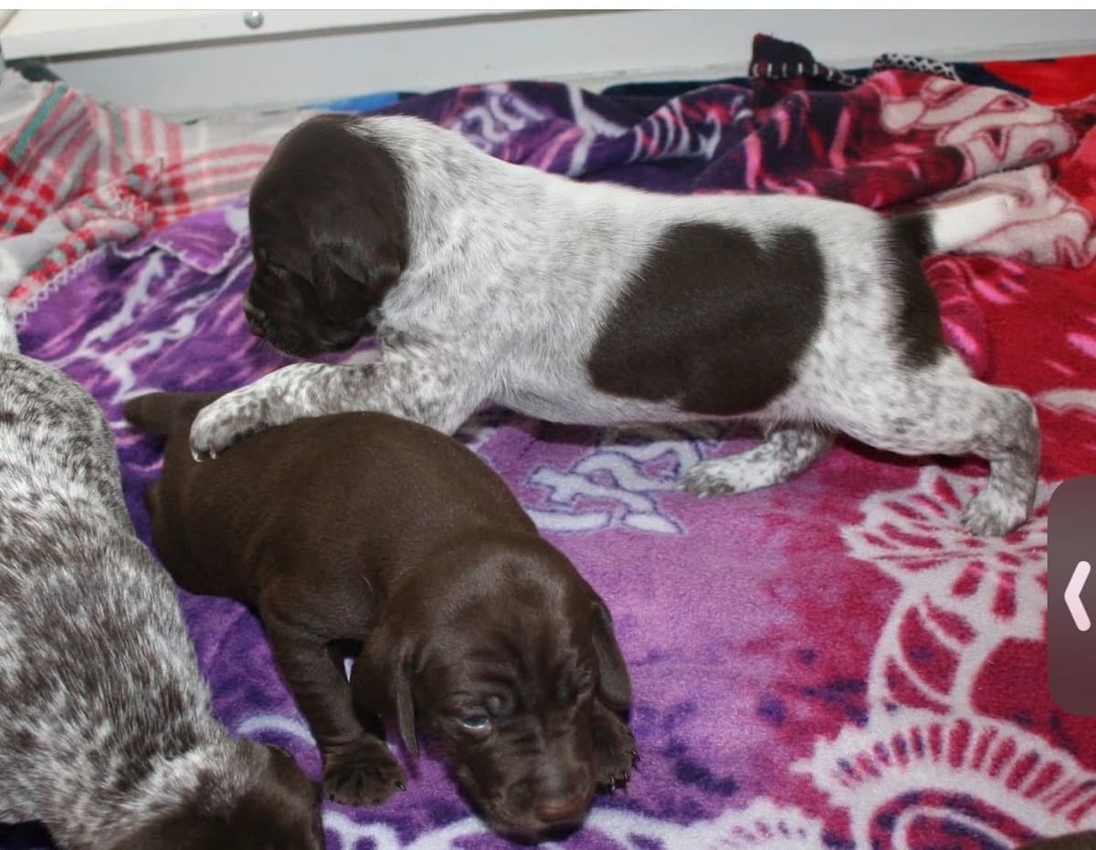 German Shorthaired Pointer Puppies breeder image 3