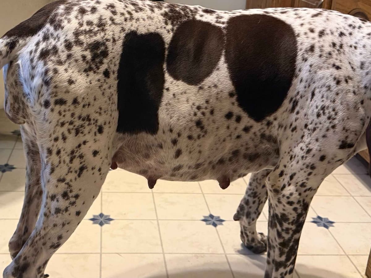 German Shorthaired Pointer Puppies breeder image 4
