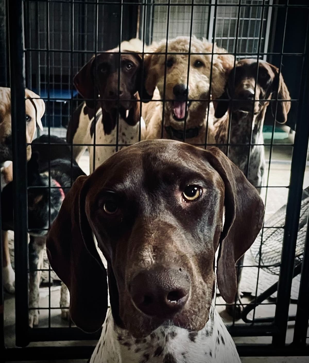 German Shorthaired Pointer Puppies breeder image 5
