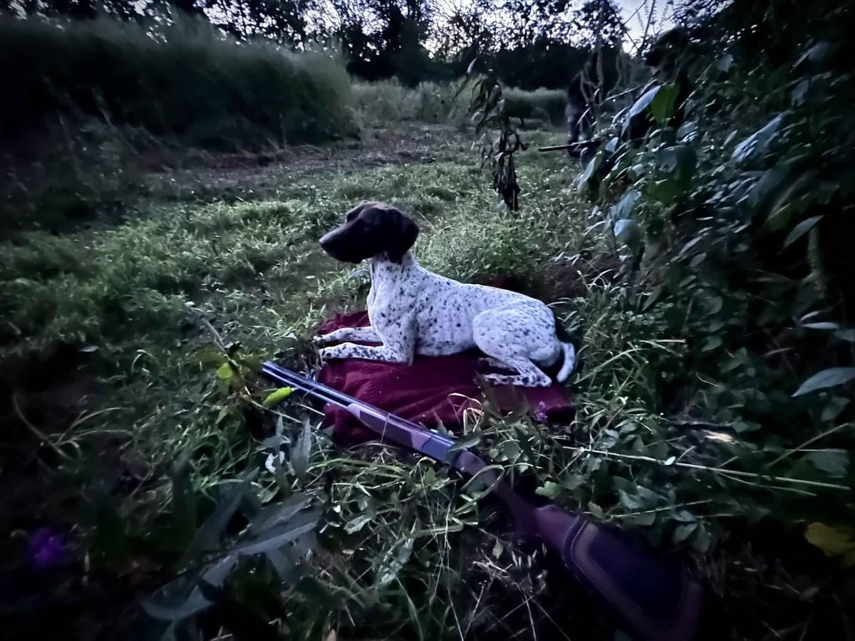 German Shorthaired Pointer Puppies breeder image 6