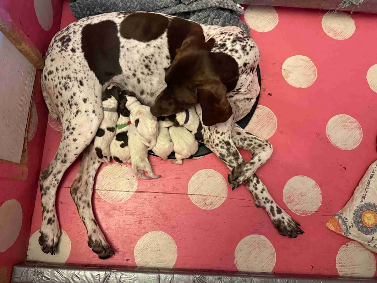 German Shorthaired Pointer Puppies breeder image 1