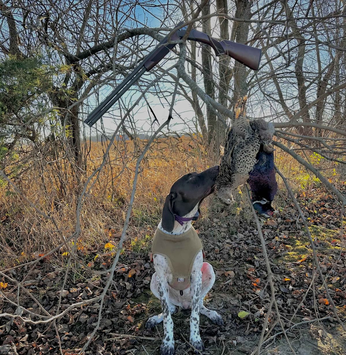 German Shorthaired Pointer Puppies breeder image 9