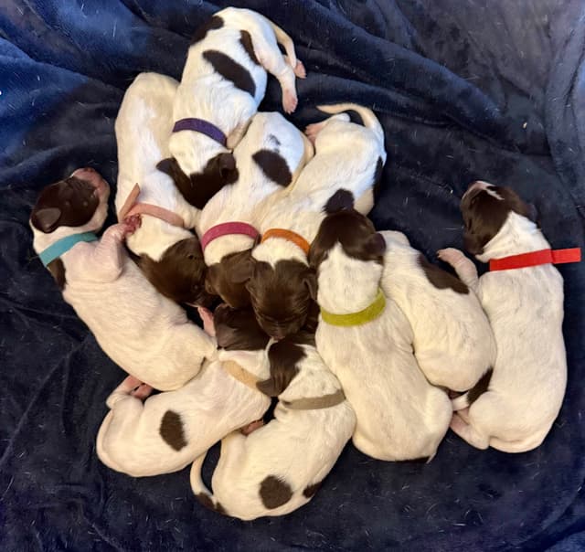 German Shorthaired Pointer Puppies media 5